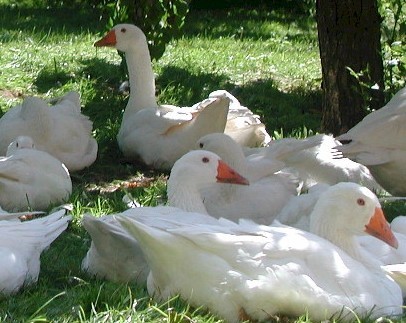 BIO WEIDEGANS
